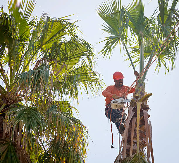 Best Tree Care Services  in Ovid, MI